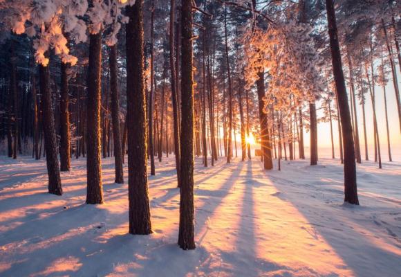 forest in winter with riding sun