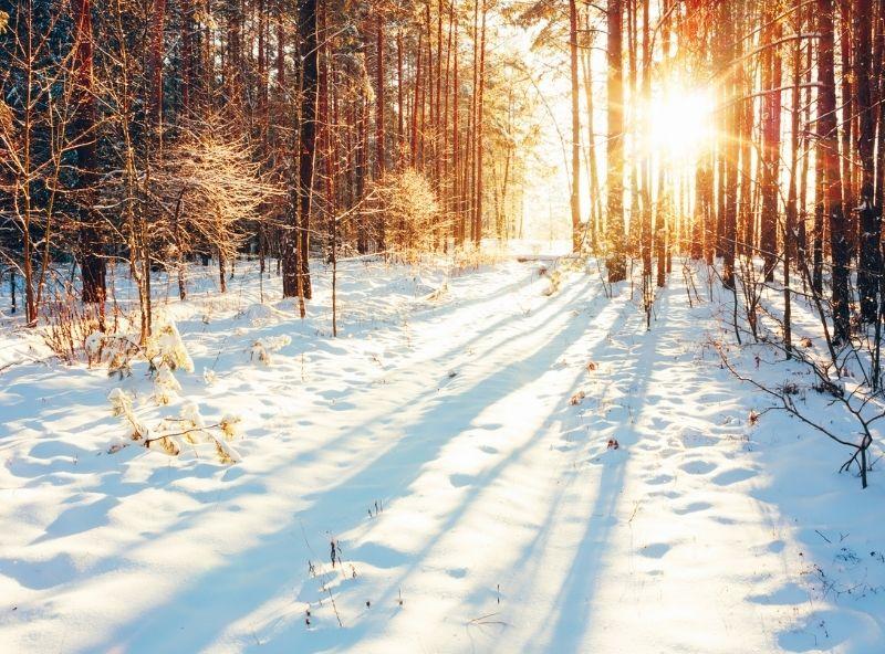 snow covered woods